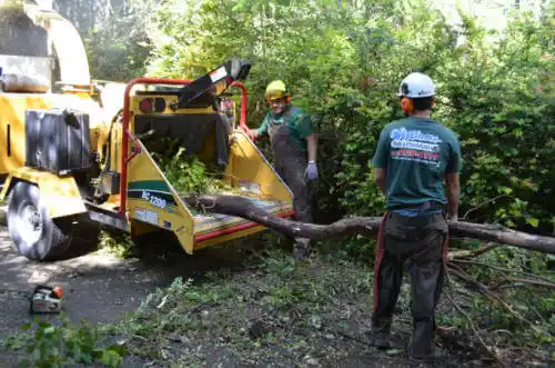 tree services Laguna Beach